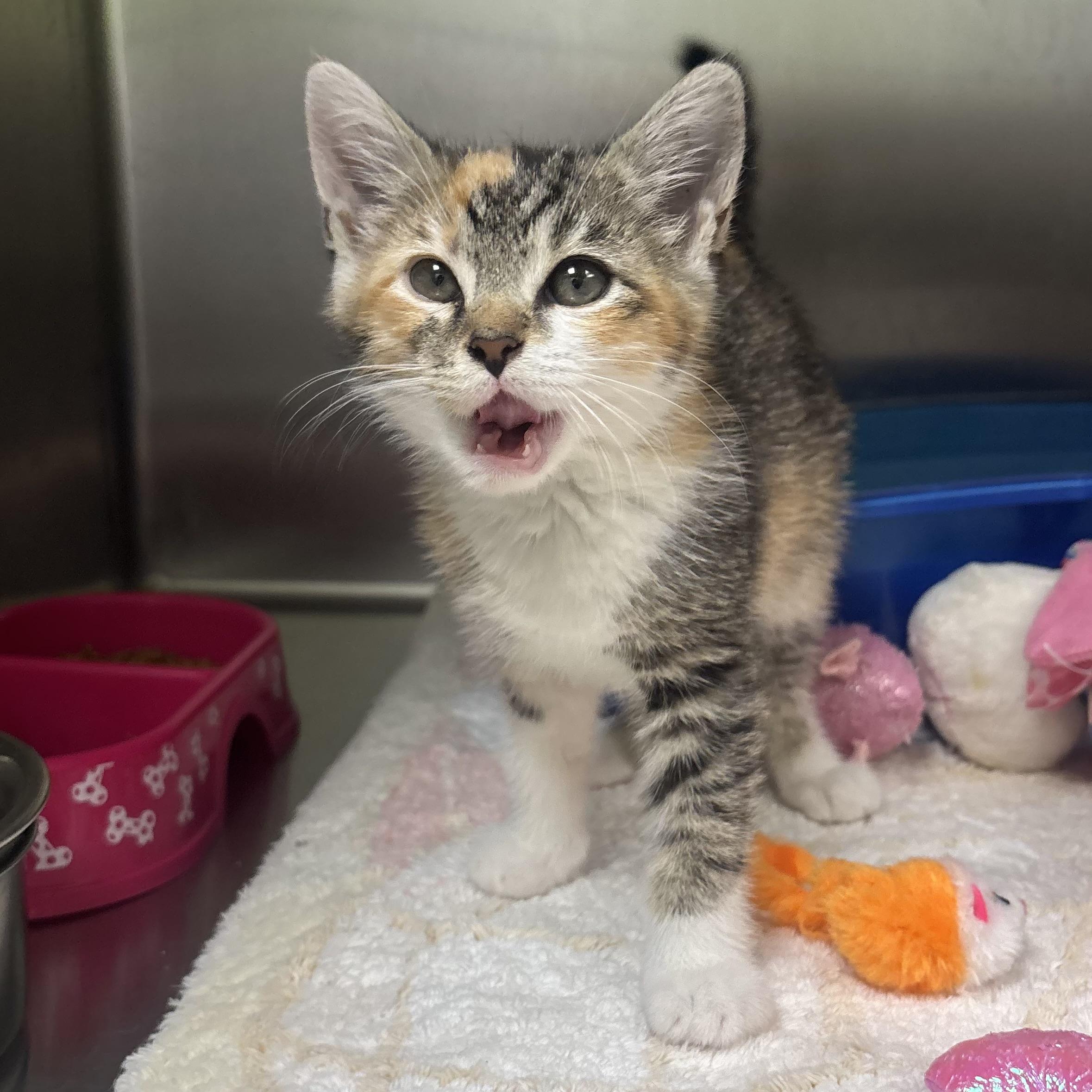 Paisley, adopted, Kitten Female Torbie.