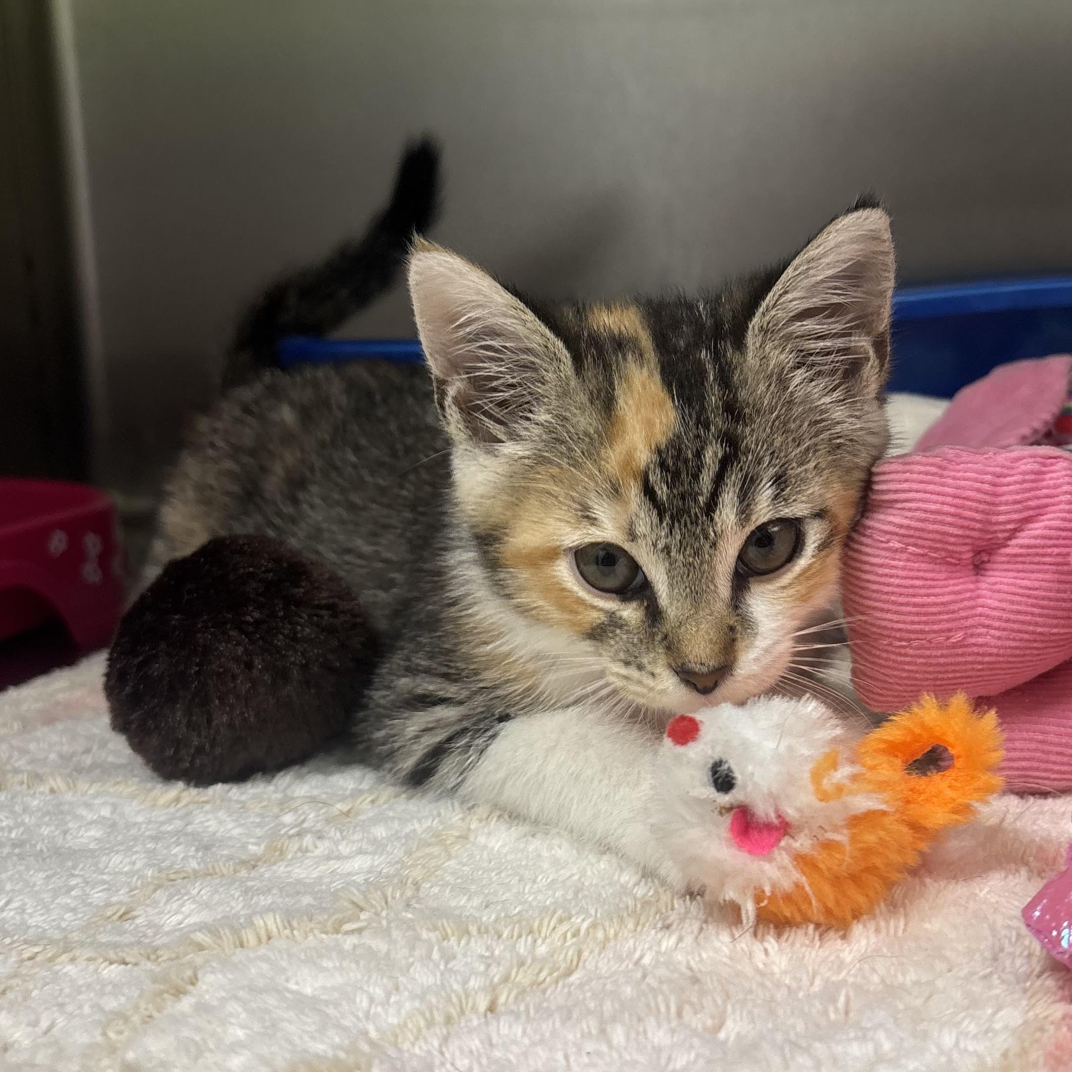 Paisley, an adopted Torbie in Waynesburg, PA image 3/6