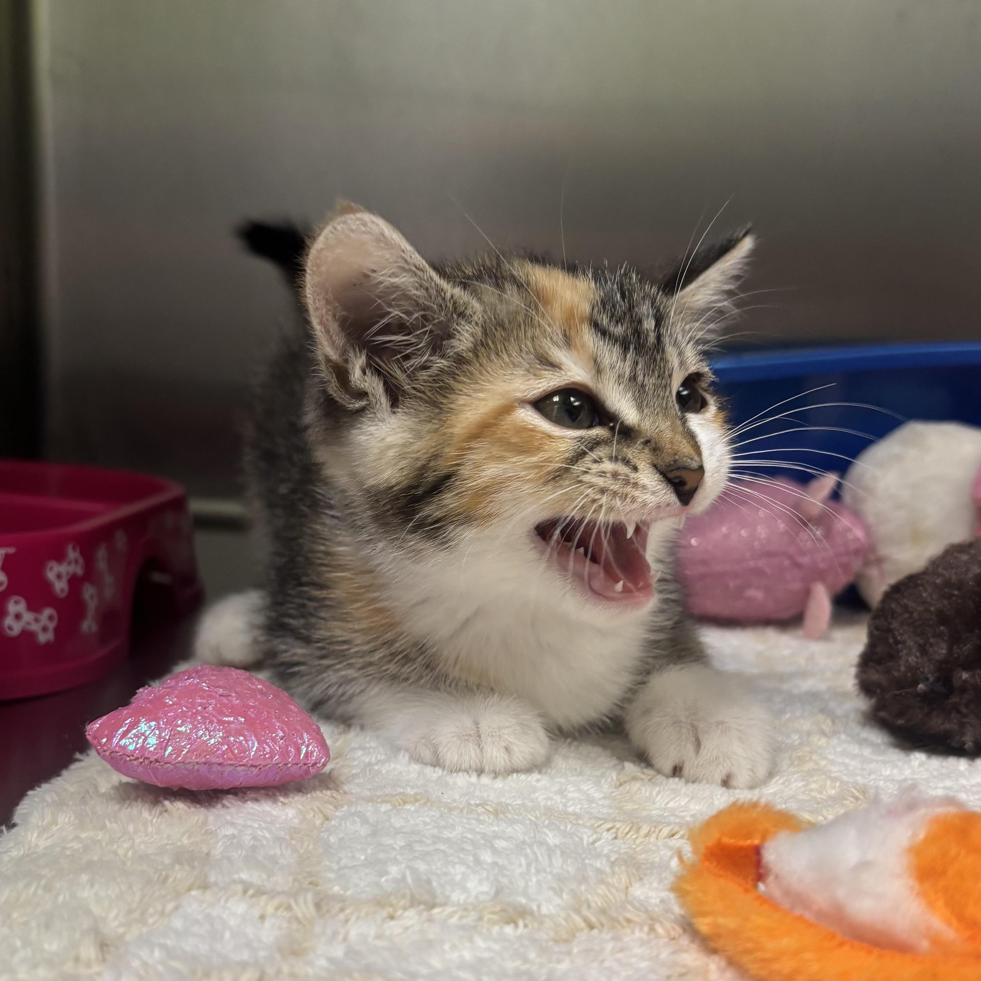Paisley, an adopted Torbie in Waynesburg, PA image 4/6