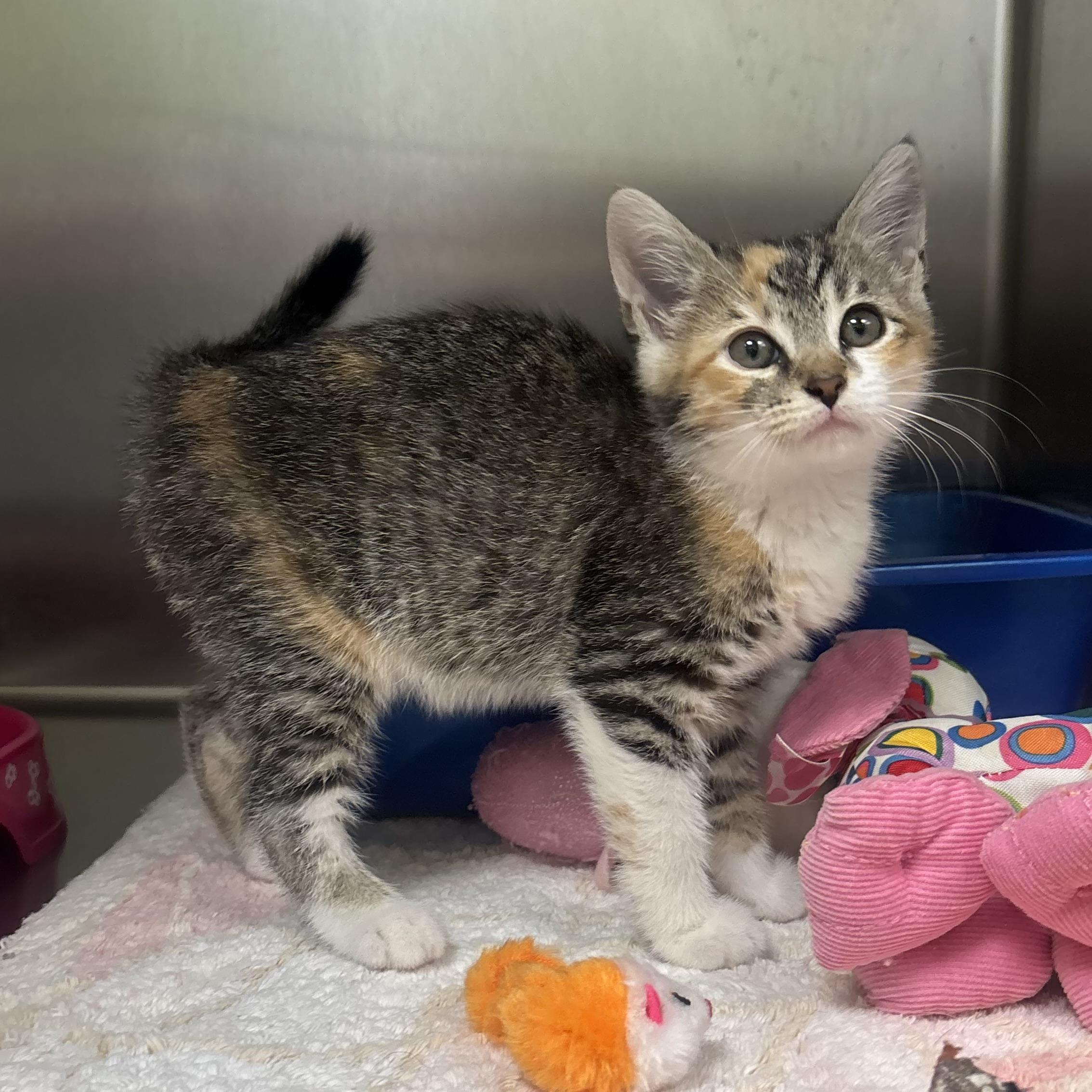Paisley, an adopted Torbie in Waynesburg, PA image 5/6