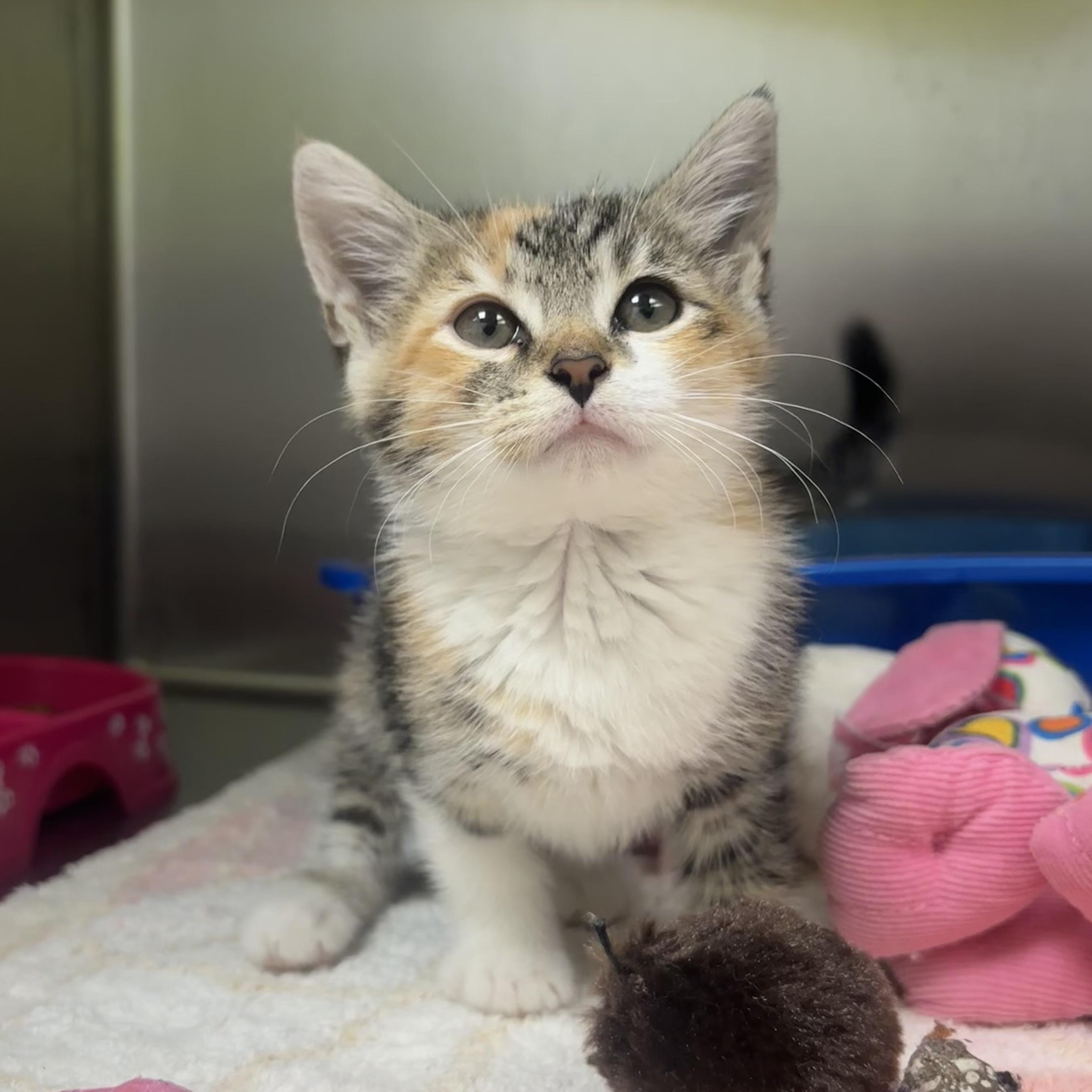 Paisley, an adopted Torbie in Waynesburg, PA image 2/6
