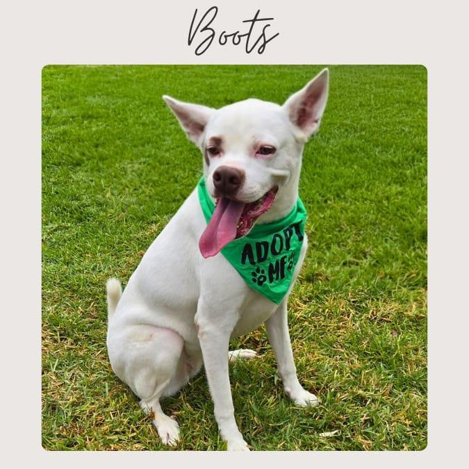 BOOTS, Adoptable, Adult Female Labrador Retriever & Boxer.