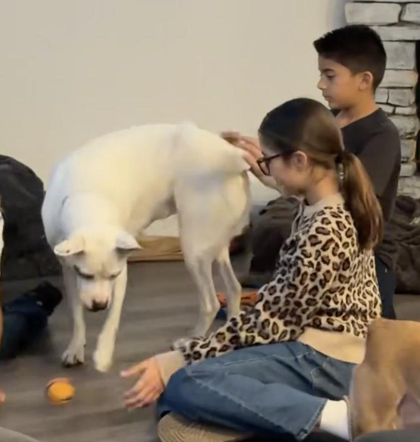 BOOTS, Adoptable, Adult Female Labrador Retriever & Boxer.