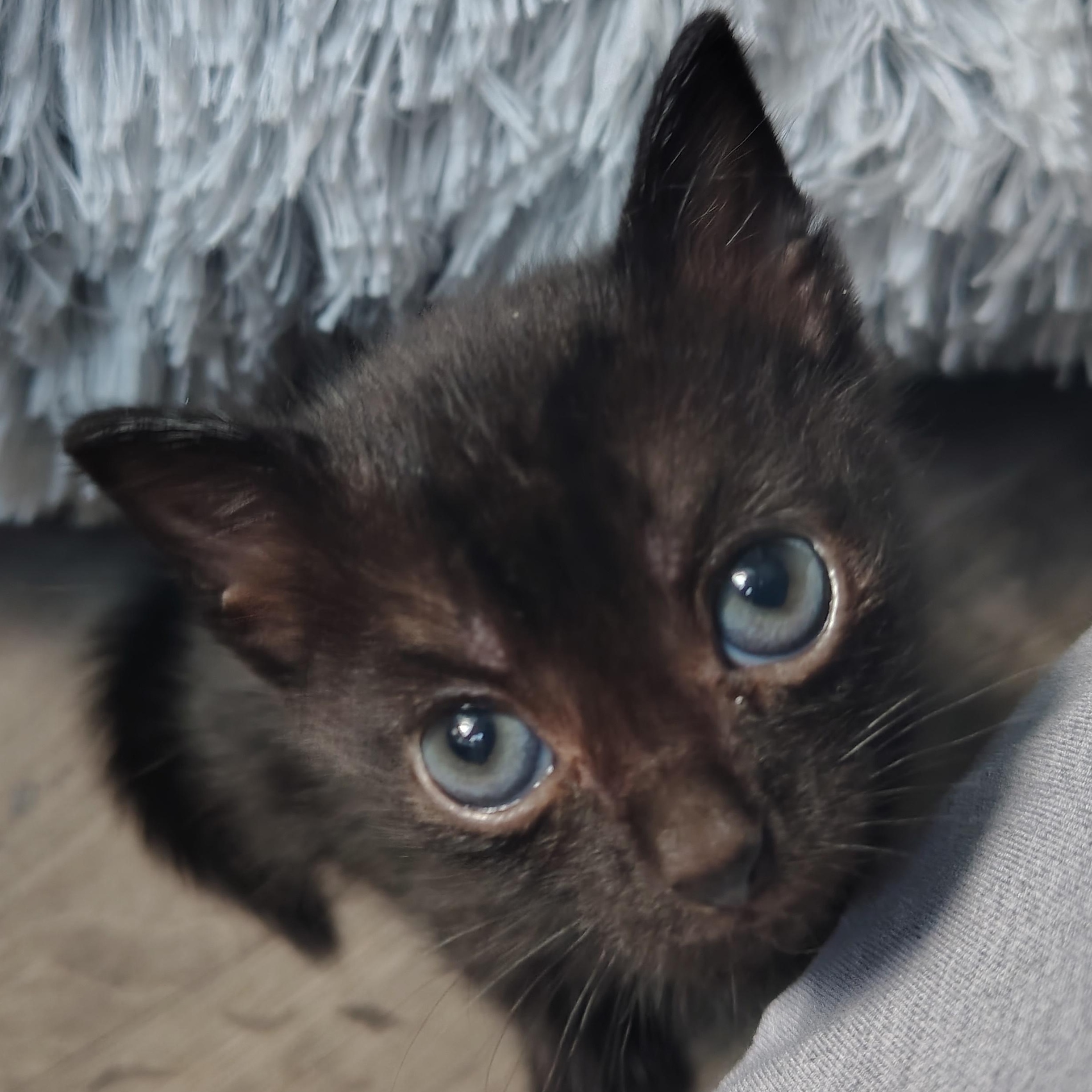 Jael, a ADOPTABLE Domestic Short Hair in Ionia, MI image 1/2