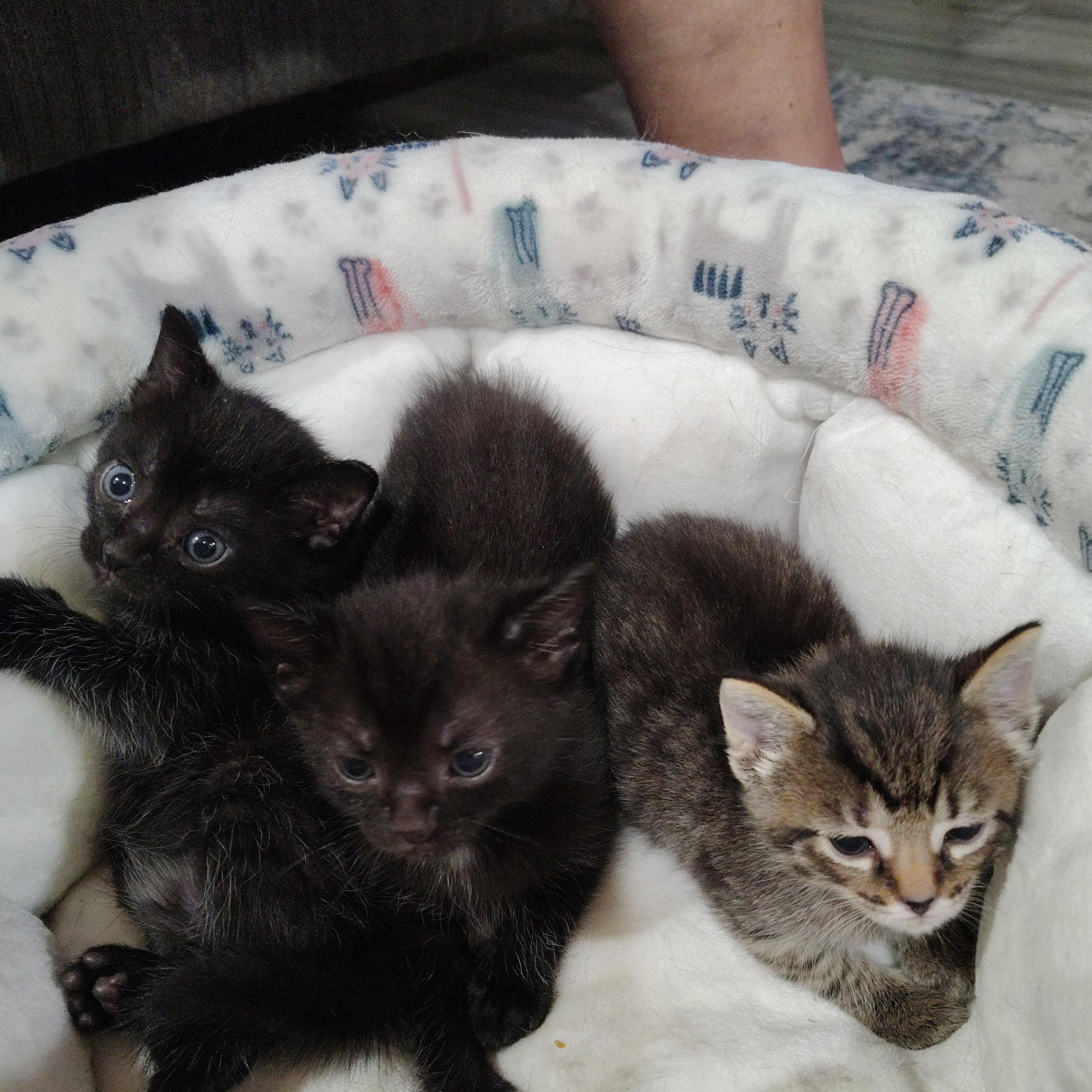 Jael, a ADOPTABLE Domestic Short Hair in Ionia, MI image 2/2