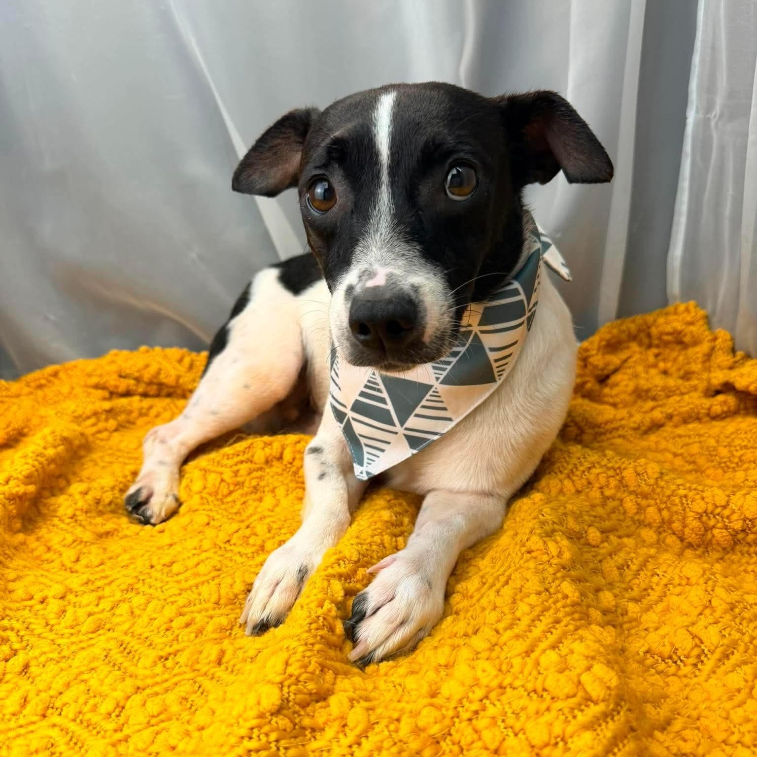 Enlarge Dennis, a Adoptable mixed breed in Foley, AL image 1/6