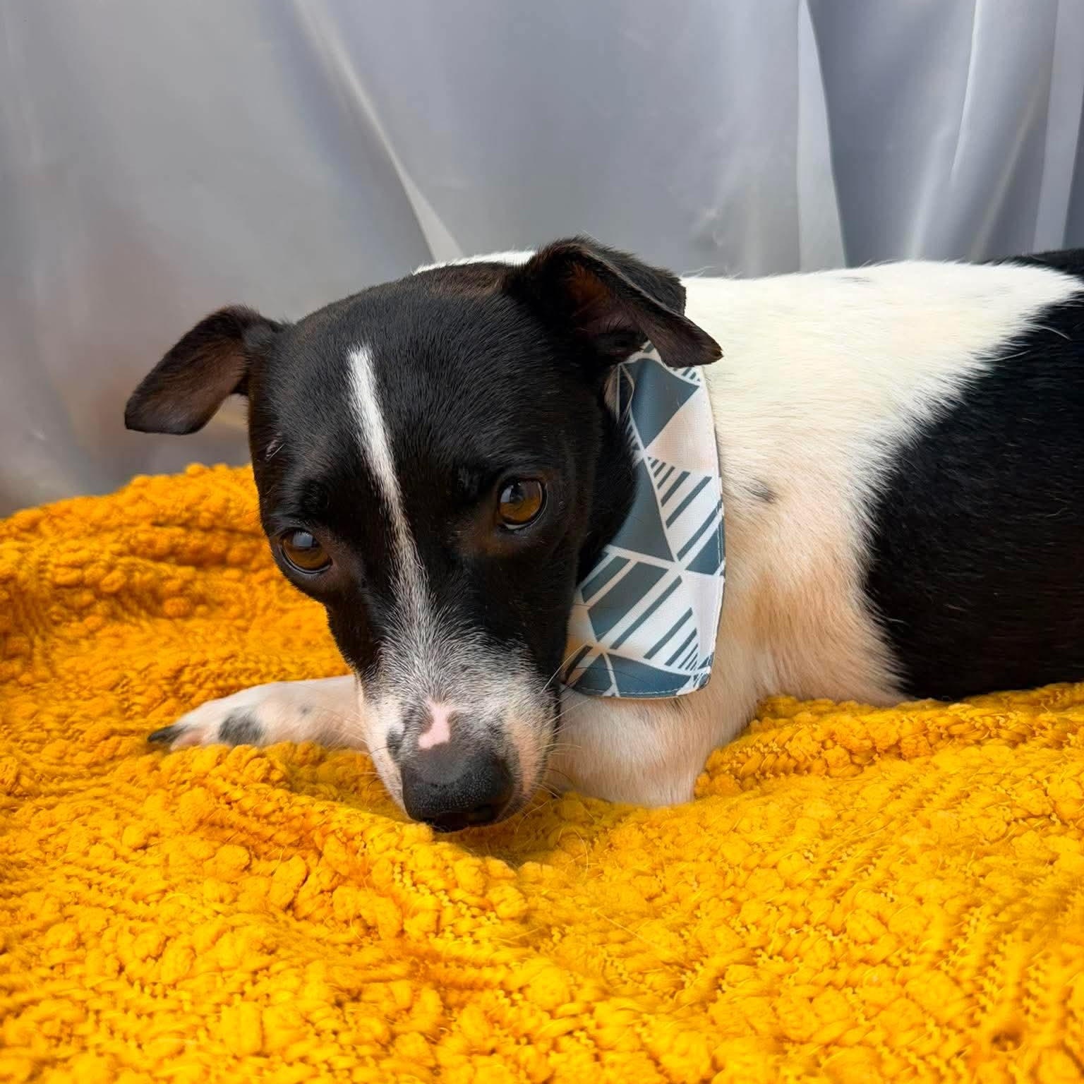 Enlarge Dennis, a Adoptable mixed breed in Foley, AL image 5/6