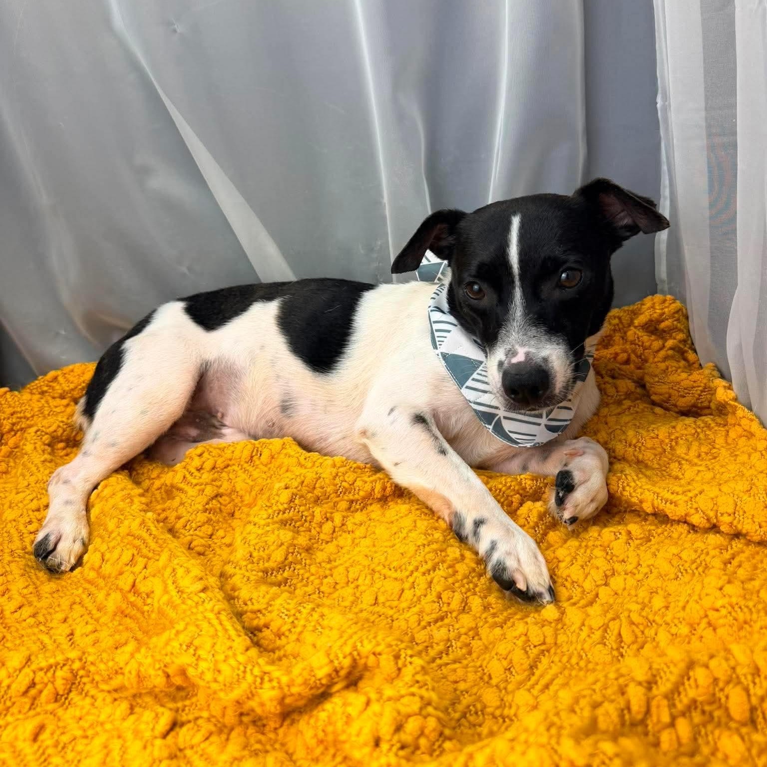 Enlarge Dennis, a Adoptable mixed breed in Foley, AL image 4/6