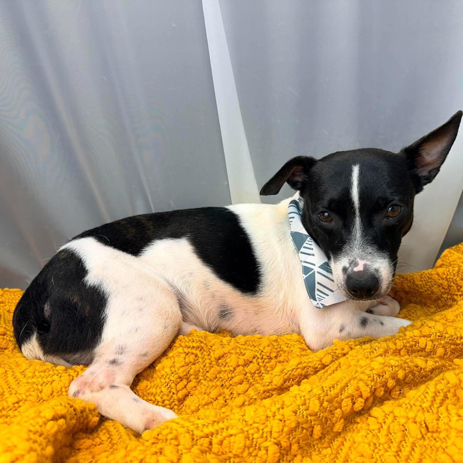 Enlarge Dennis, a Adoptable mixed breed in Foley, AL image 2/6