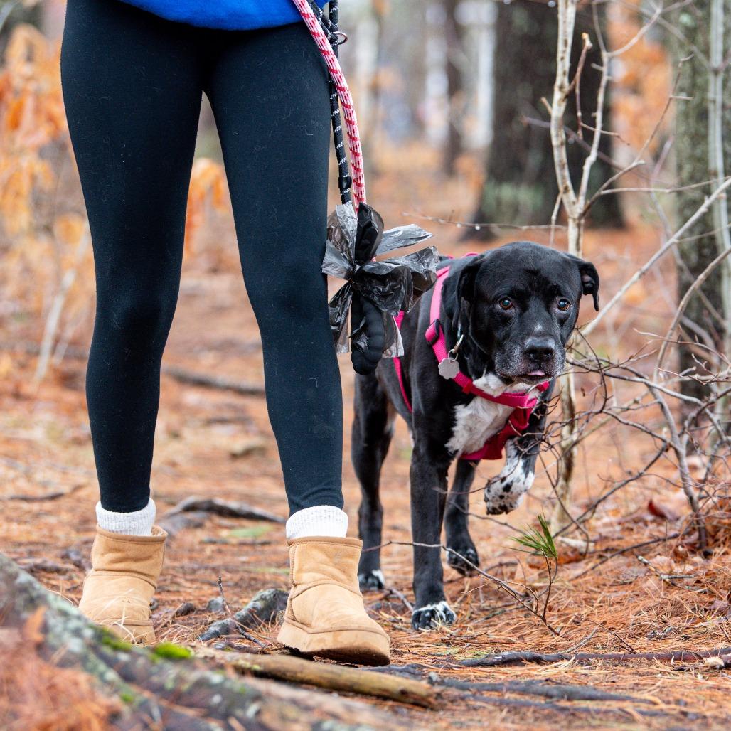 Enlarge Kratos, a Adoptable Mixed Breed in Kennebunk, ME image 1/5