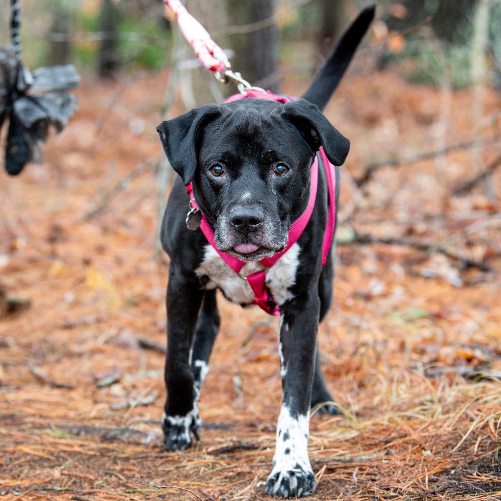 Enlarge Kratos, a Adoptable Mixed Breed in Kennebunk, ME image 2/5