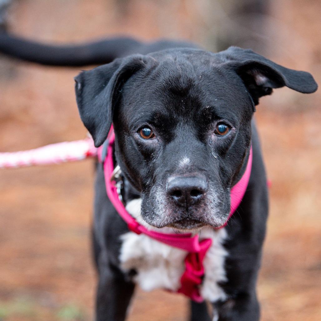 Enlarge Kratos, a Adoptable Mixed Breed in Kennebunk, ME image 3/5