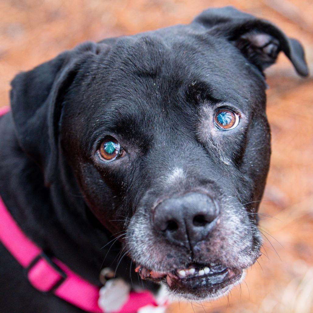 Enlarge Kratos, a Adoptable Mixed Breed in Kennebunk, ME image 4/5