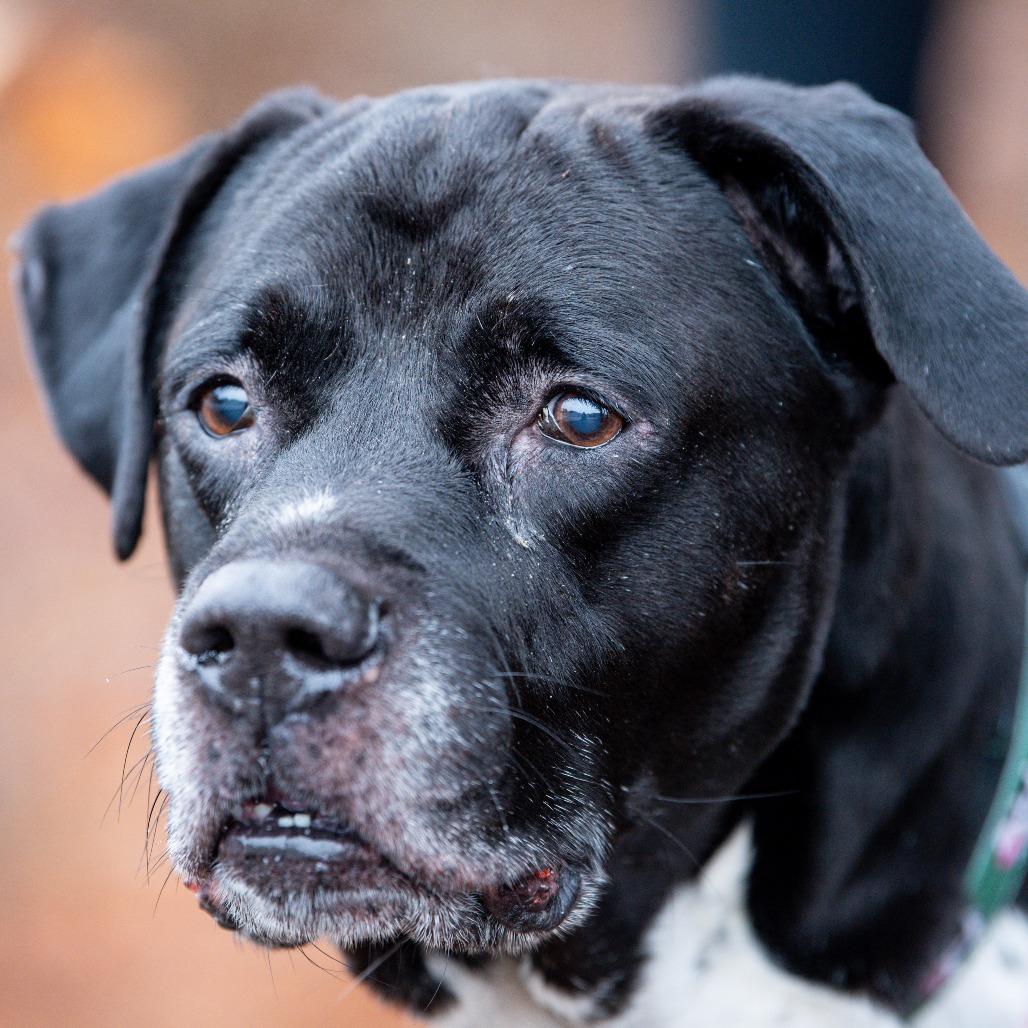 Enlarge Kratos, a Adoptable Mixed Breed in Kennebunk, ME image 5/5