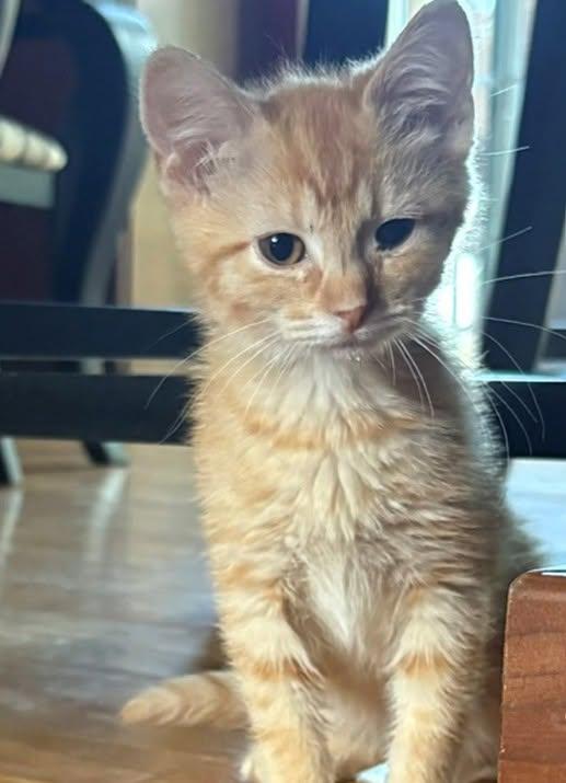 Sitka, a ADOPTABLE Domestic Short Hair in Morgantown, WV image 1/2