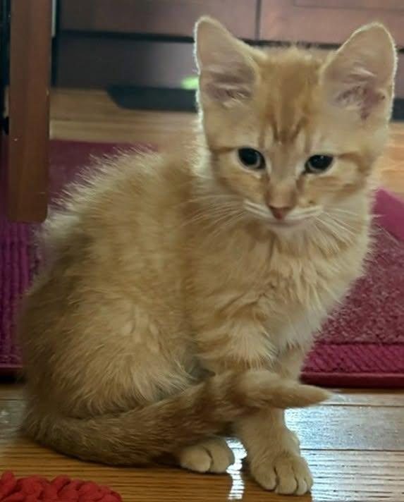 Sitka, a ADOPTABLE Domestic Short Hair in Morgantown, WV image 2/2