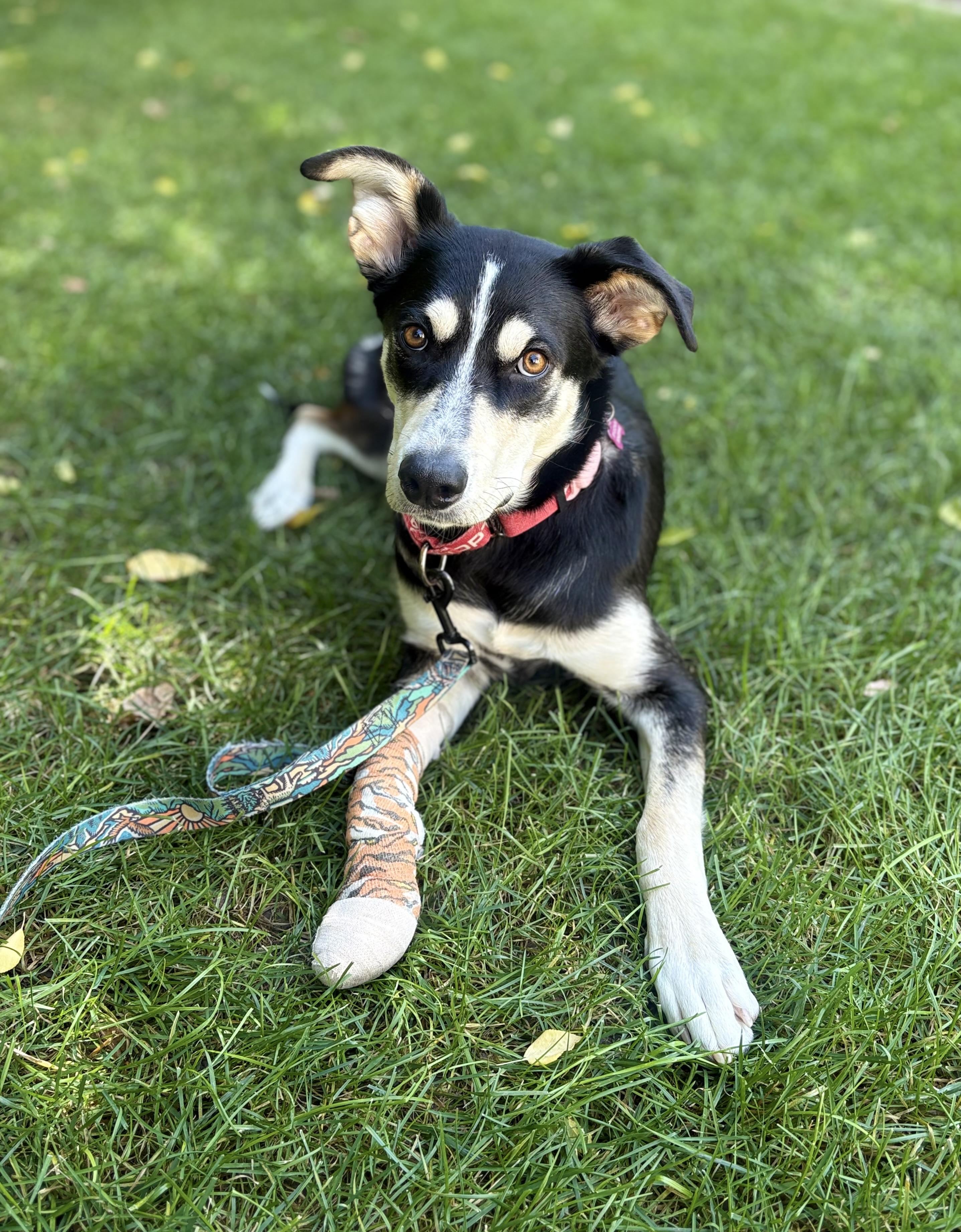 Coco (fka Chocolate), Adoptable, Young Female Siberian Husky & Labrador Retriever.