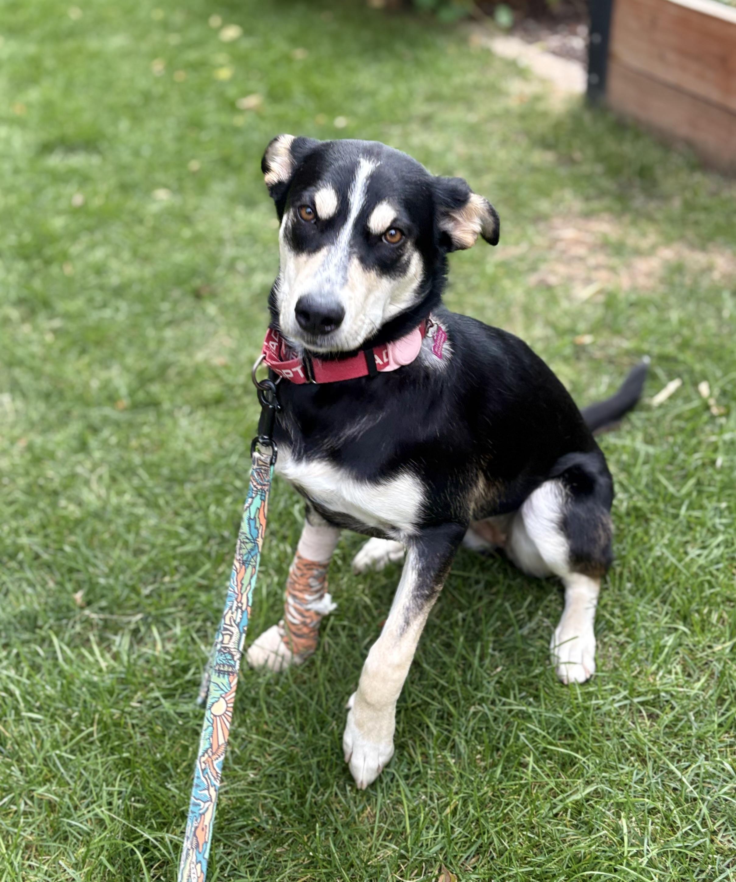 Enlarge Coco (fka Chocolate), a Adoptable mixed breed in Cottonwood Heights, UT image 2/5