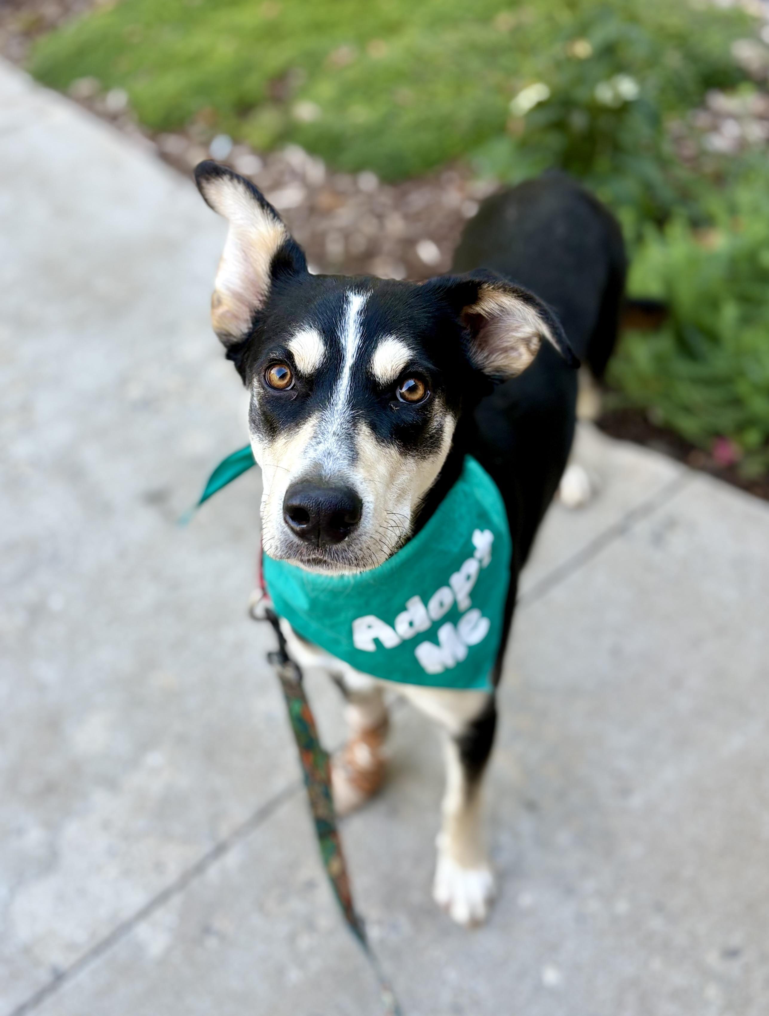 Enlarge Coco (fka Chocolate), a Adoptable mixed breed in Cottonwood Heights, UT image 3/5