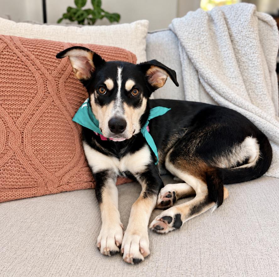 Enlarge Coco (fka Chocolate), a Adoptable mixed breed in Cottonwood Heights, UT image 4/5
