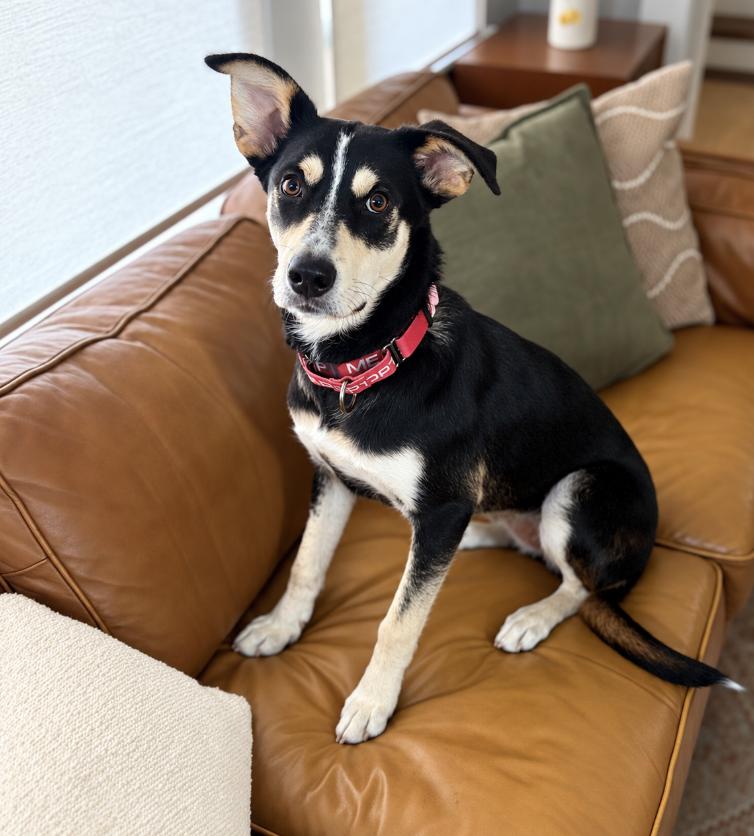 Enlarge Coco (fka Chocolate), a Adoptable mixed breed in Cottonwood Heights, UT image 5/5