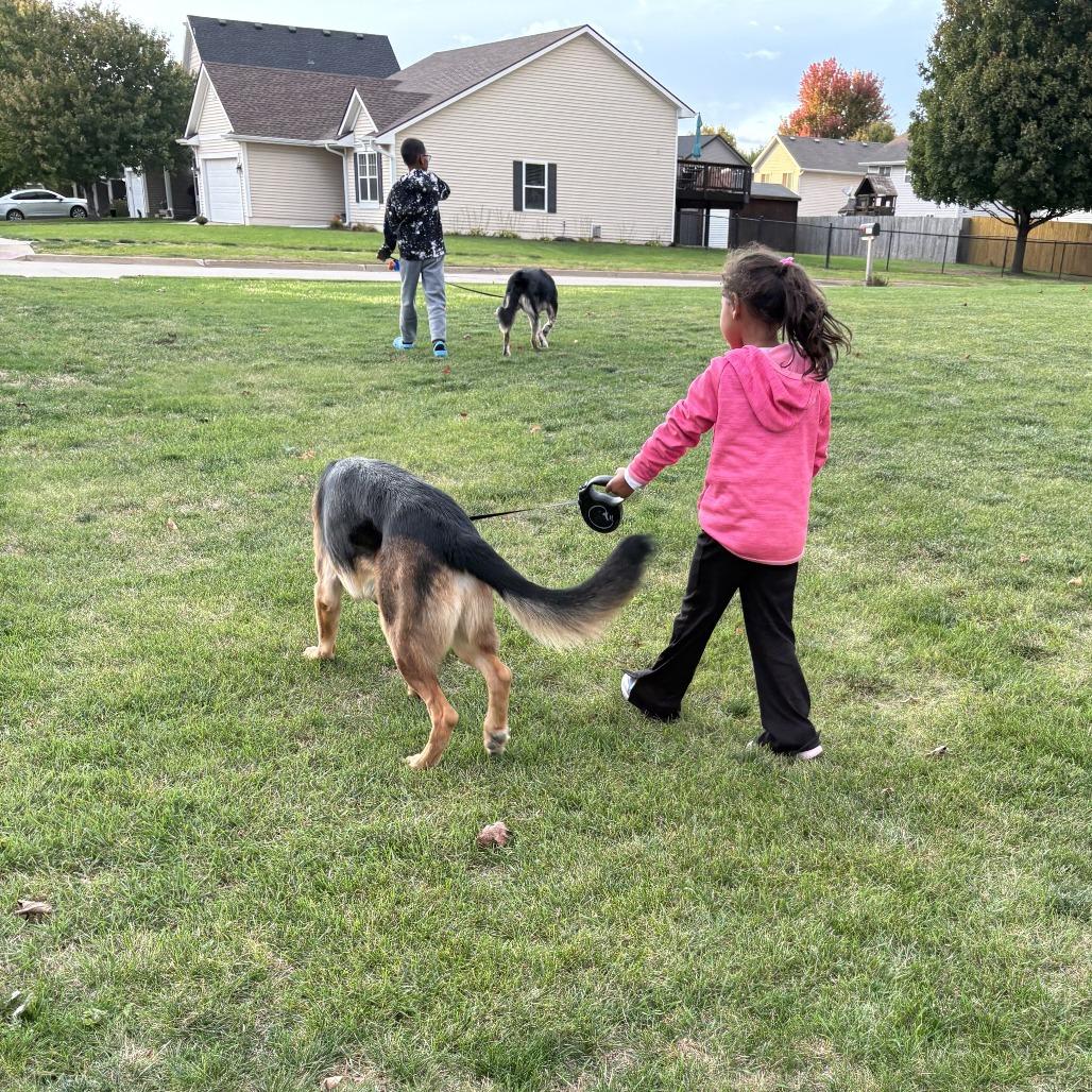 Zeus *Courtesy Listing*, Adoptable, Adult Male German Shepherd Dog.