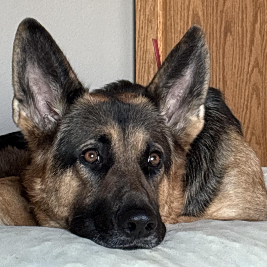 Enlarge Zeus *Courtesy Listing*, a Adoptable German Shepherd Dog in Van Horne, IA image 2/5
