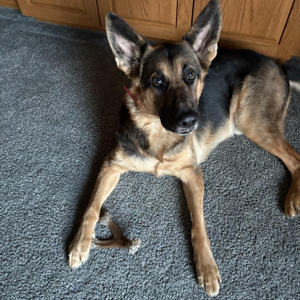 Enlarge Zeus *Courtesy Listing*, a Adoptable German Shepherd Dog in Van Horne, IA image 3/5