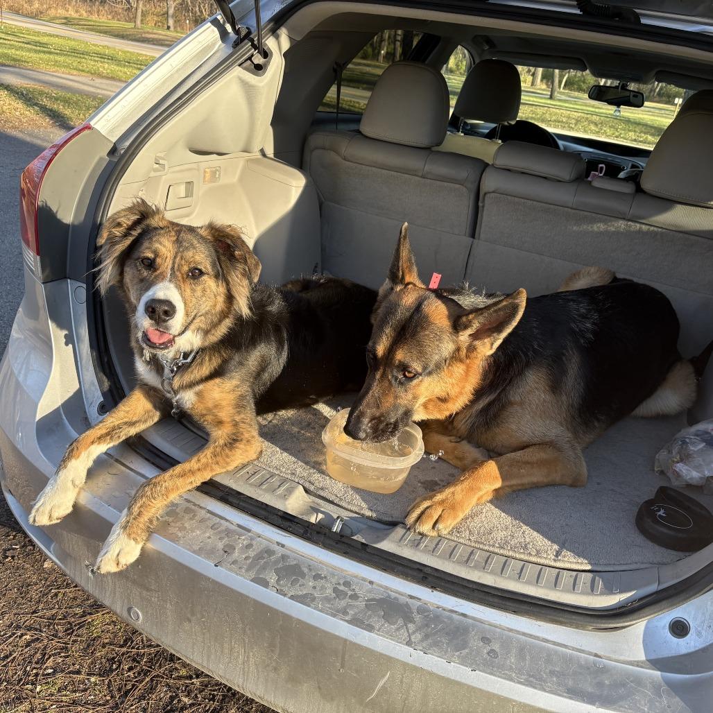Enlarge Zeus *Courtesy Listing*, a Adoptable German Shepherd Dog in Van Horne, IA image 4/5