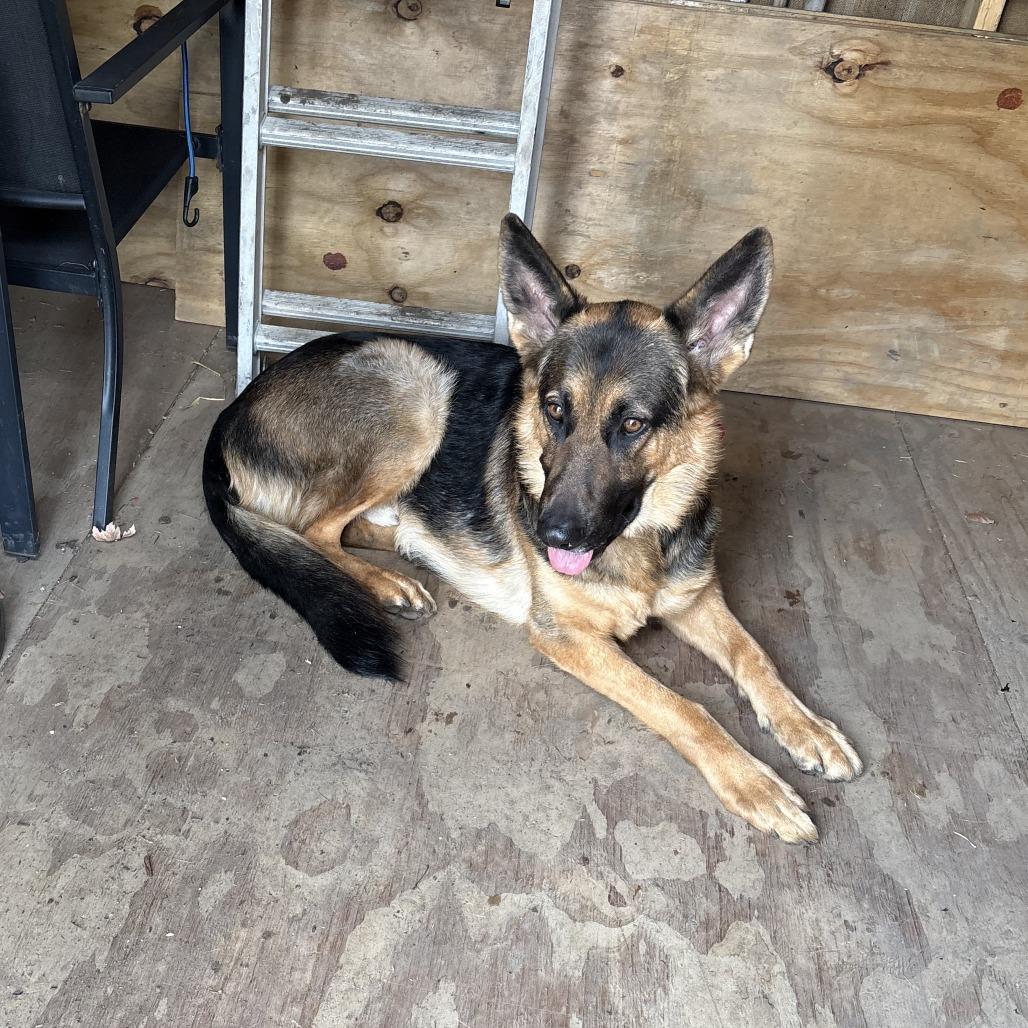 Enlarge Zeus *Courtesy Listing*, a Adoptable German Shepherd Dog in Van Horne, IA image 5/5