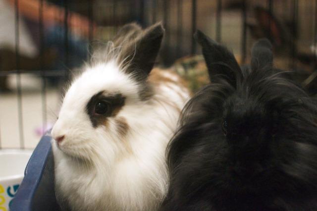 Enlarge Lilly / Piper, a Adoptable Lionhead in Brandon, FL image 2/2