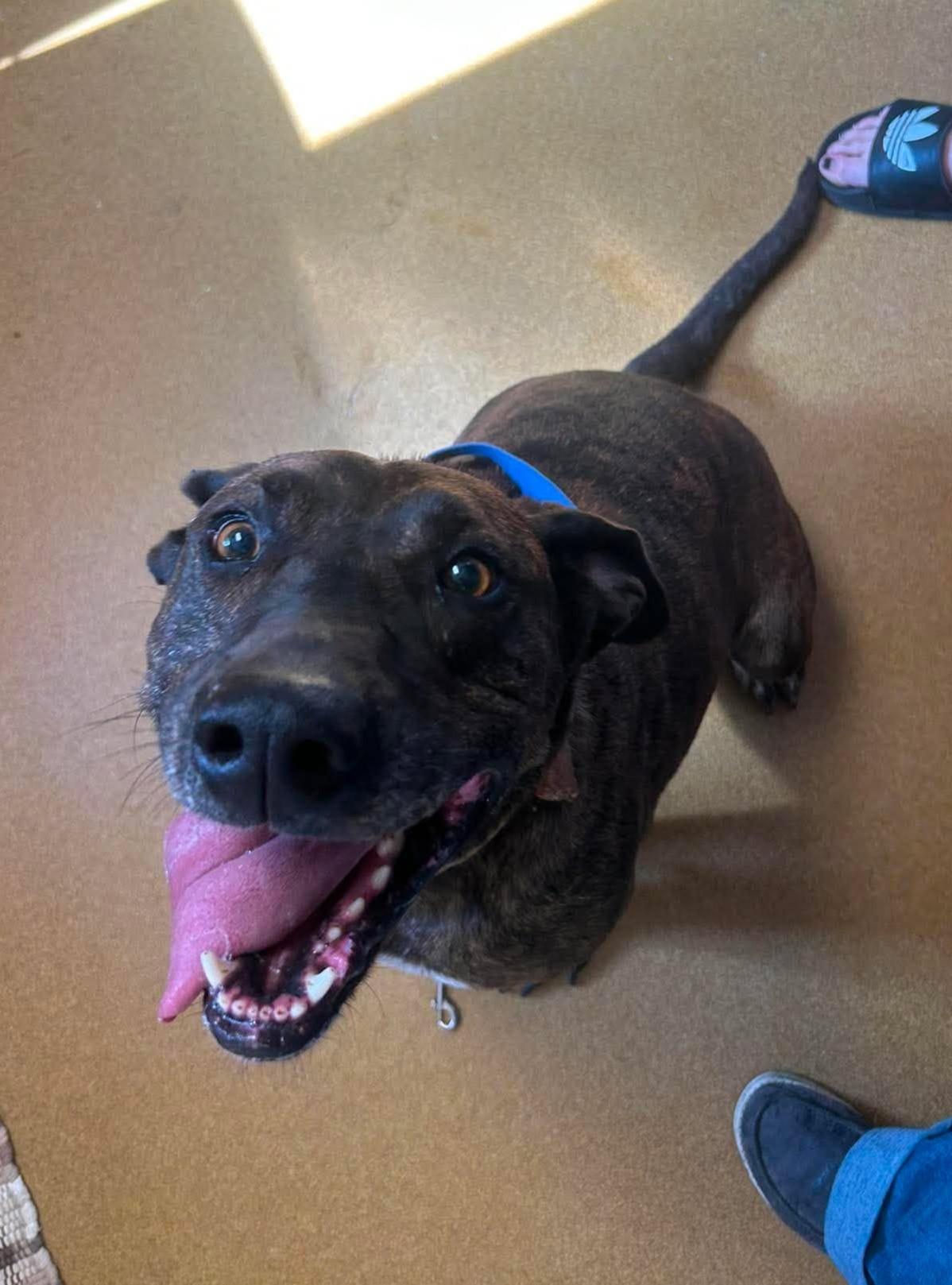 Tabitha, ADOPTABLE, Adult Female Pit Bull Terrier.