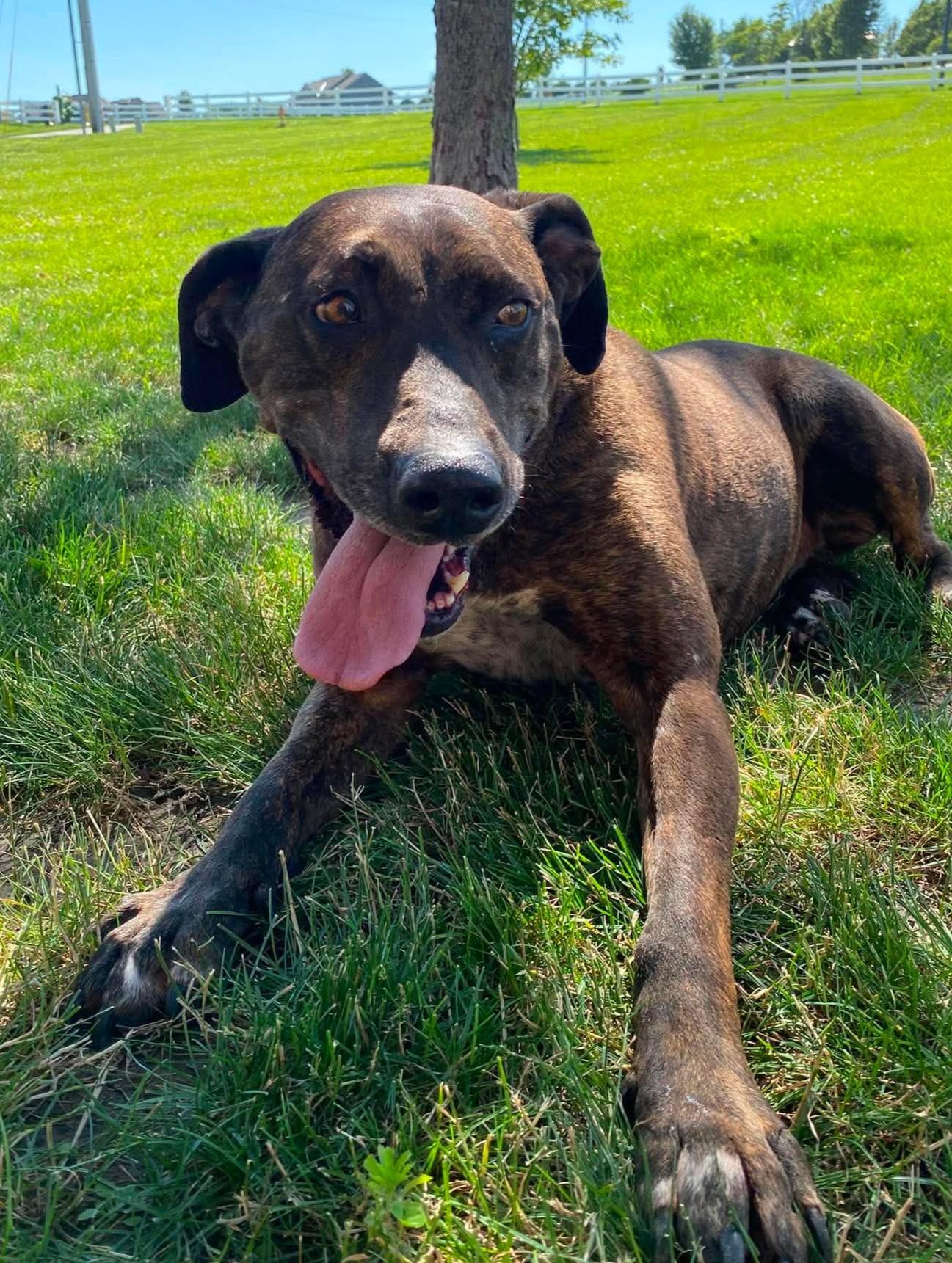 Tabitha, a ADOPTABLE mixed breed in Maryville, MO image 3/4