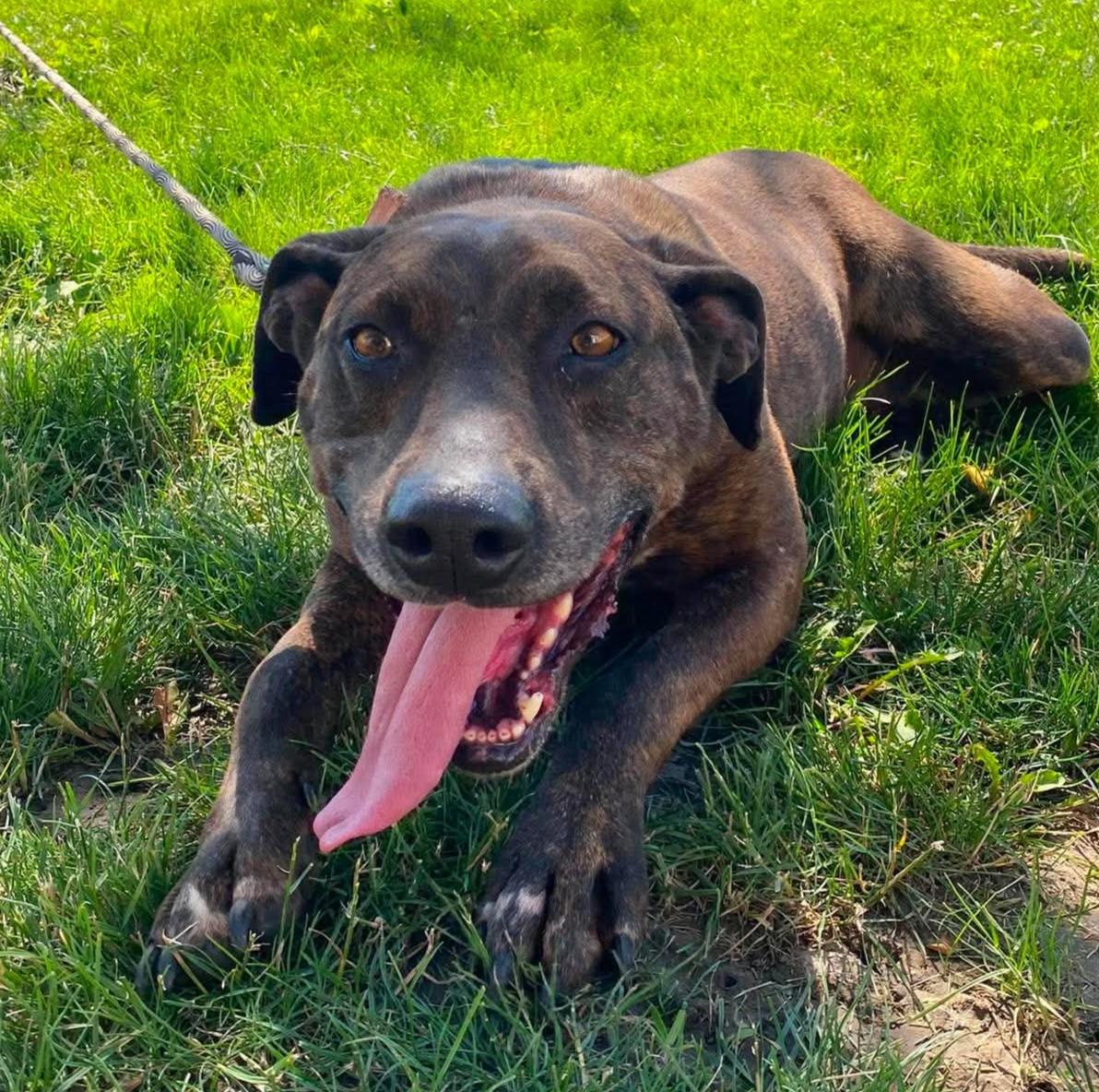 Tabitha, a ADOPTABLE mixed breed in Maryville, MO image 4/4