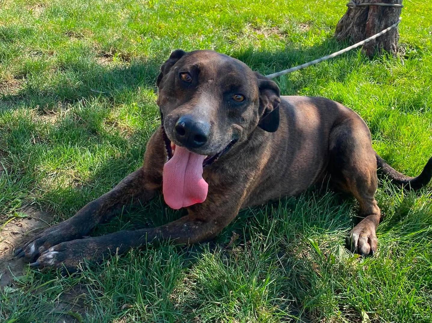 Tabitha, a ADOPTABLE mixed breed in Maryville, MO image 2/4