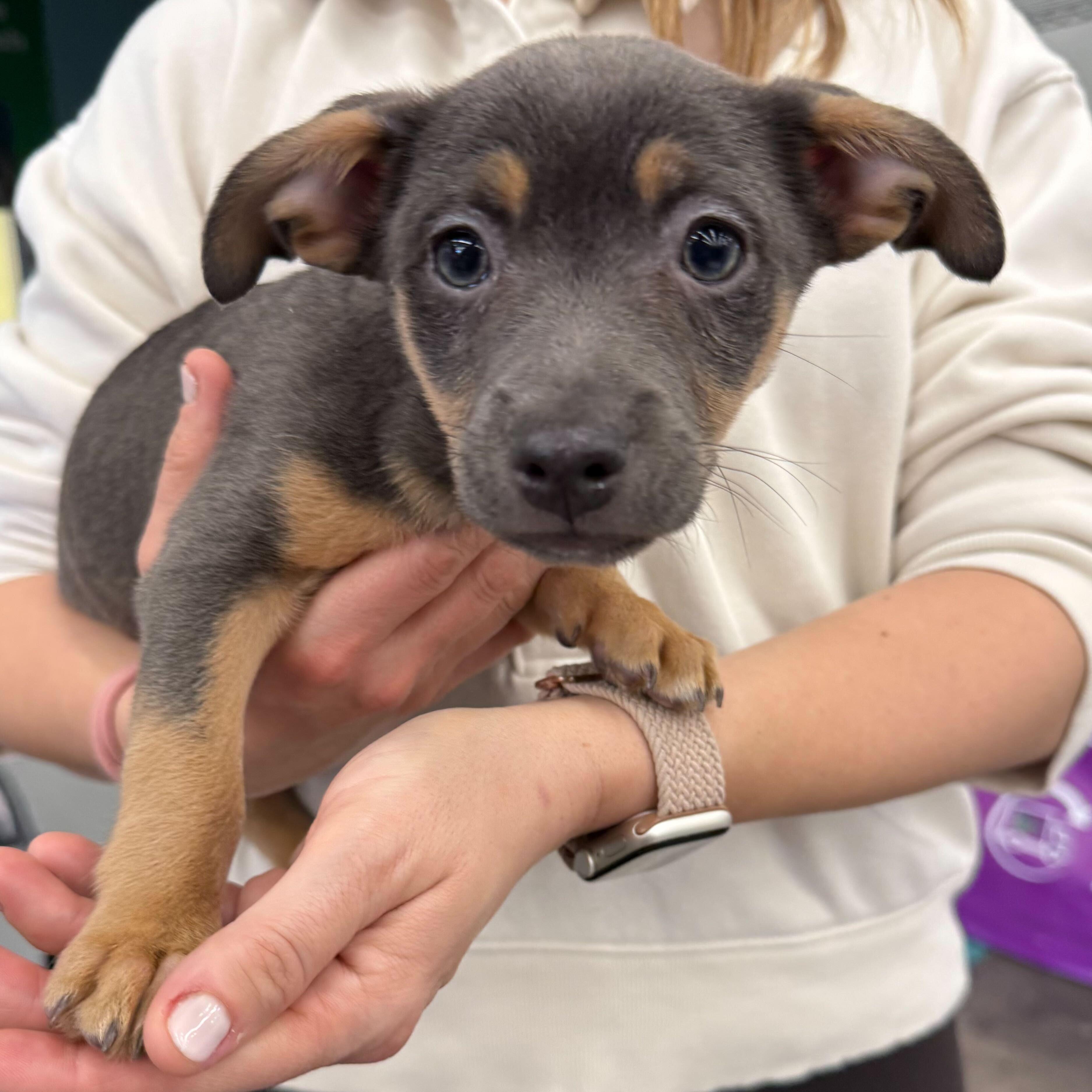 Enlarge Len Goodman, a Adopted mixed breed in Tracy, CA image 1/4