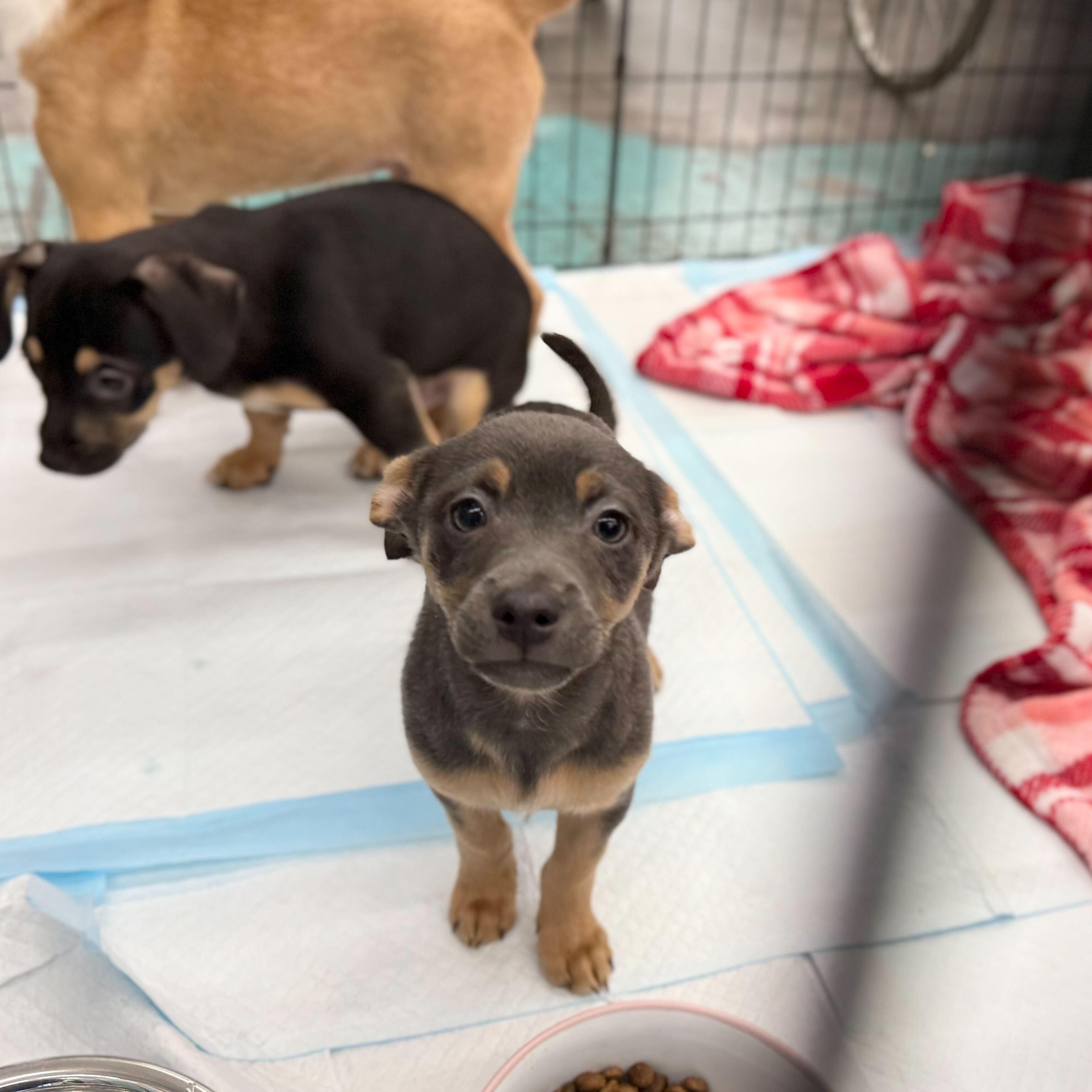 Enlarge Len Goodman, a Adopted mixed breed in Tracy, CA image 2/4