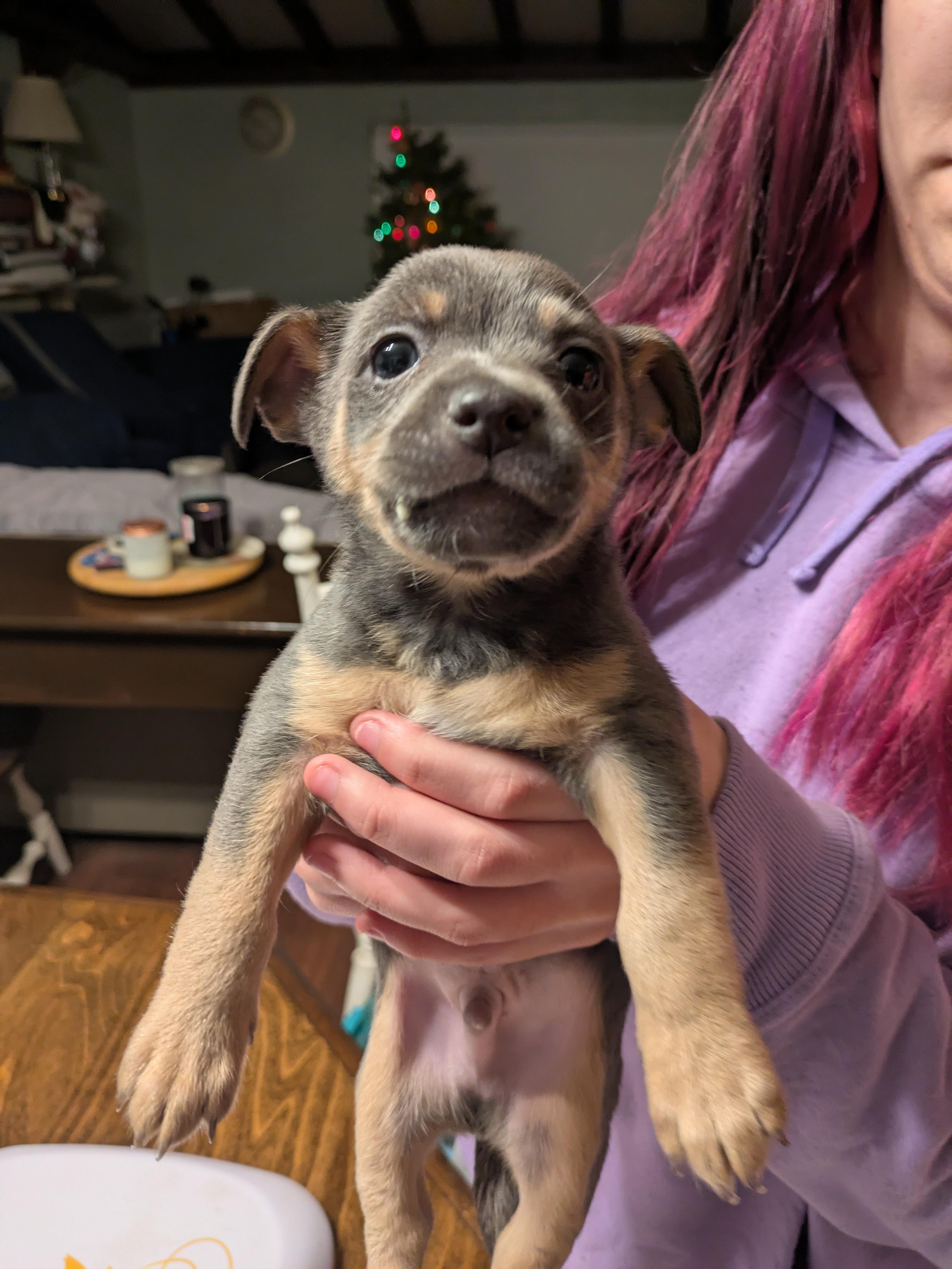 Enlarge Len Goodman, a Adopted mixed breed in Tracy, CA image 3/4