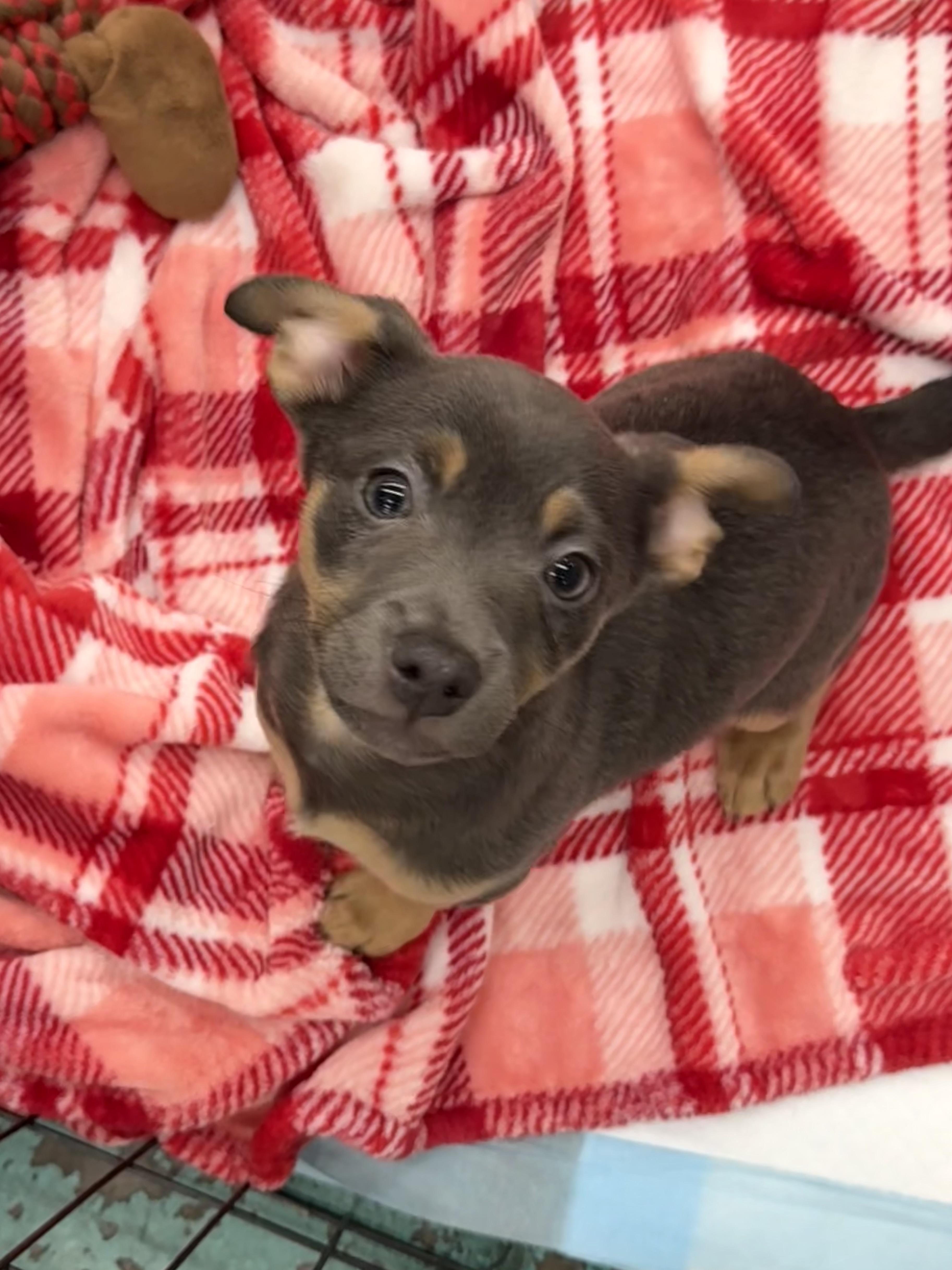 Enlarge Len Goodman, a Adopted mixed breed in Tracy, CA image 4/4