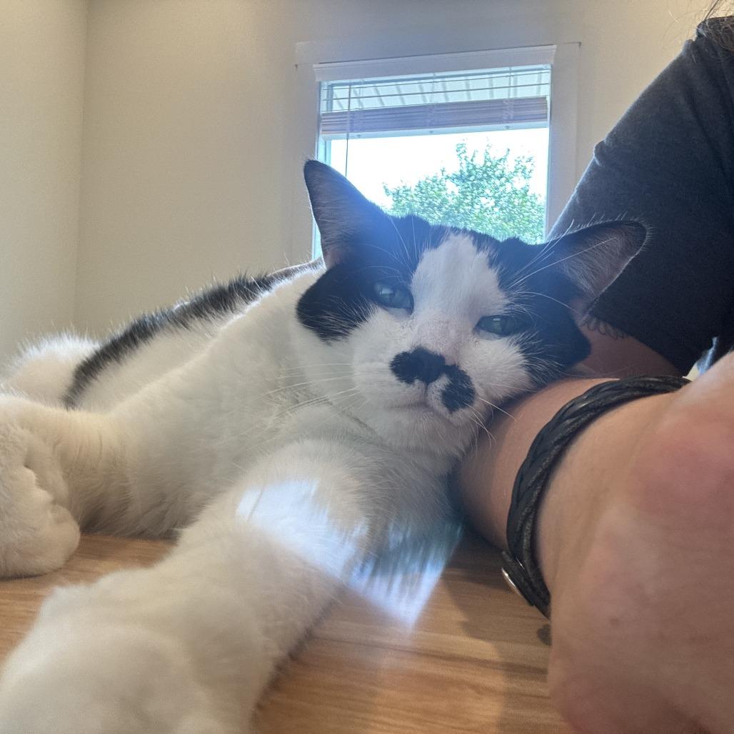 Queen Elizabeth, Adoptable, Adult Female Domestic Short Hair & Mixed Breed.