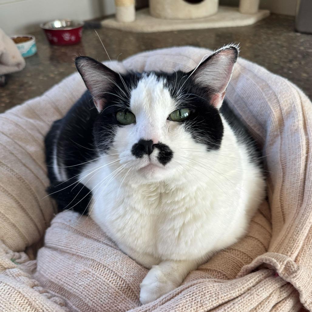 Enlarge Queen Elizabeth, a Adoptable mixed breed in Louisville, KY image 4/5