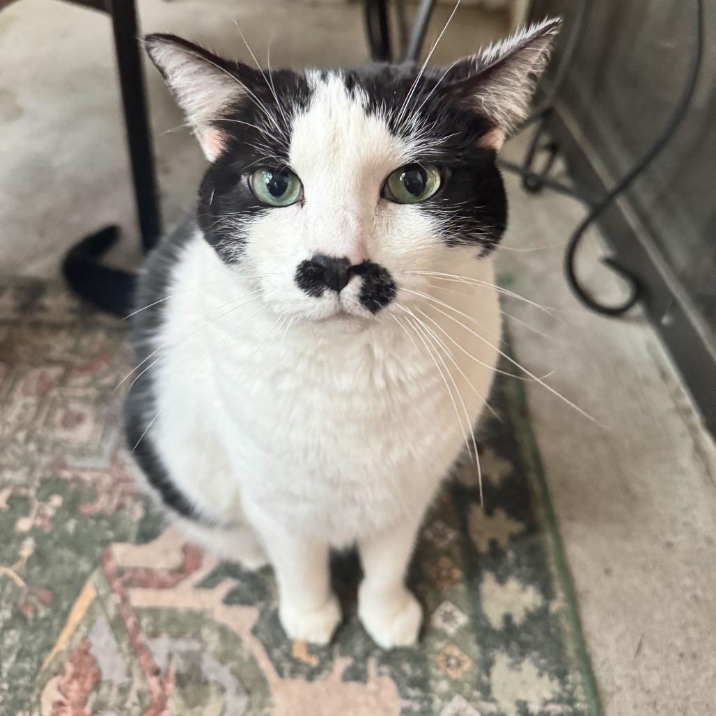 Enlarge Queen Elizabeth, a Adoptable mixed breed in Louisville, KY image 5/5