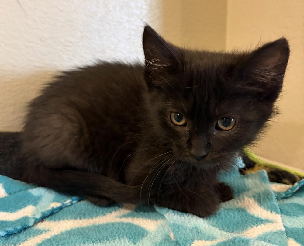 Gloria, Adoptable, Kitten Female Domestic Short Hair.