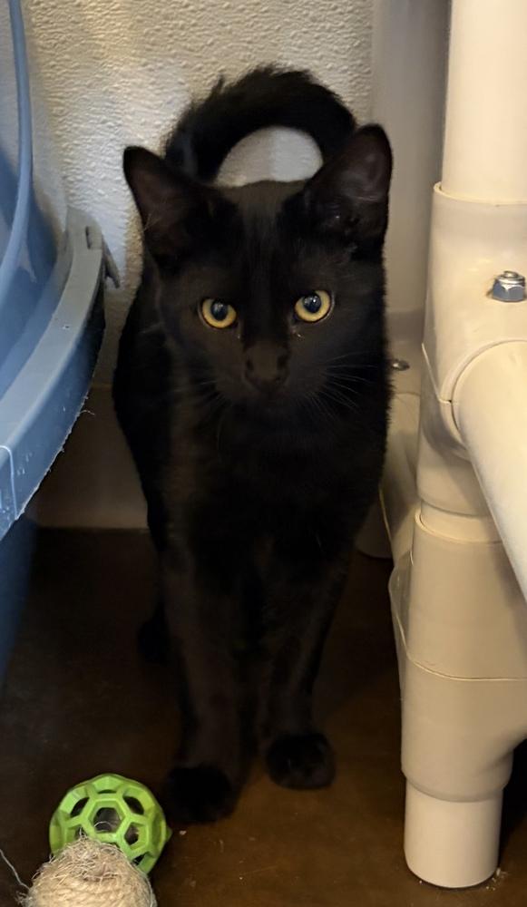 Enlarge Gloria, a Adoptable Domestic Short Hair in Challis, ID image 2/2