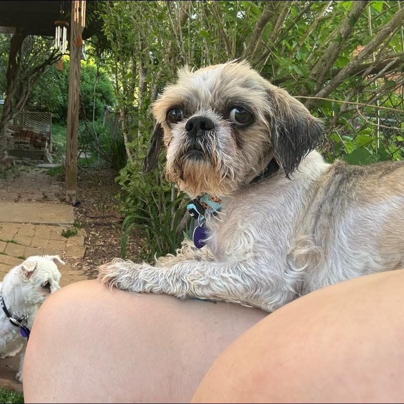 Enlarge Hershel, an adoptable Shih Tzu in Rockville, MD image 3/6