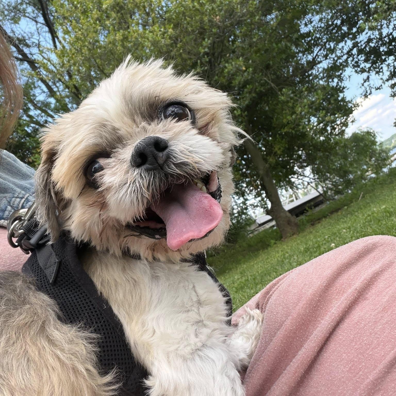 Hershel, adoptable, Senior Male Shih Tzu.
