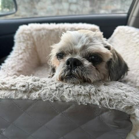 Enlarge Hershel, an adoptable Shih Tzu in Rockville, MD image 6/6