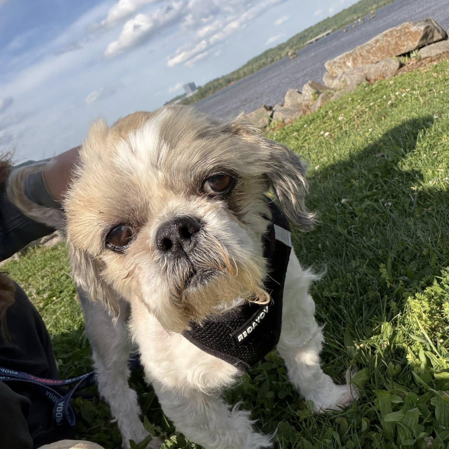 Enlarge Hershel, an adoptable Shih Tzu in Rockville, MD image 2/6