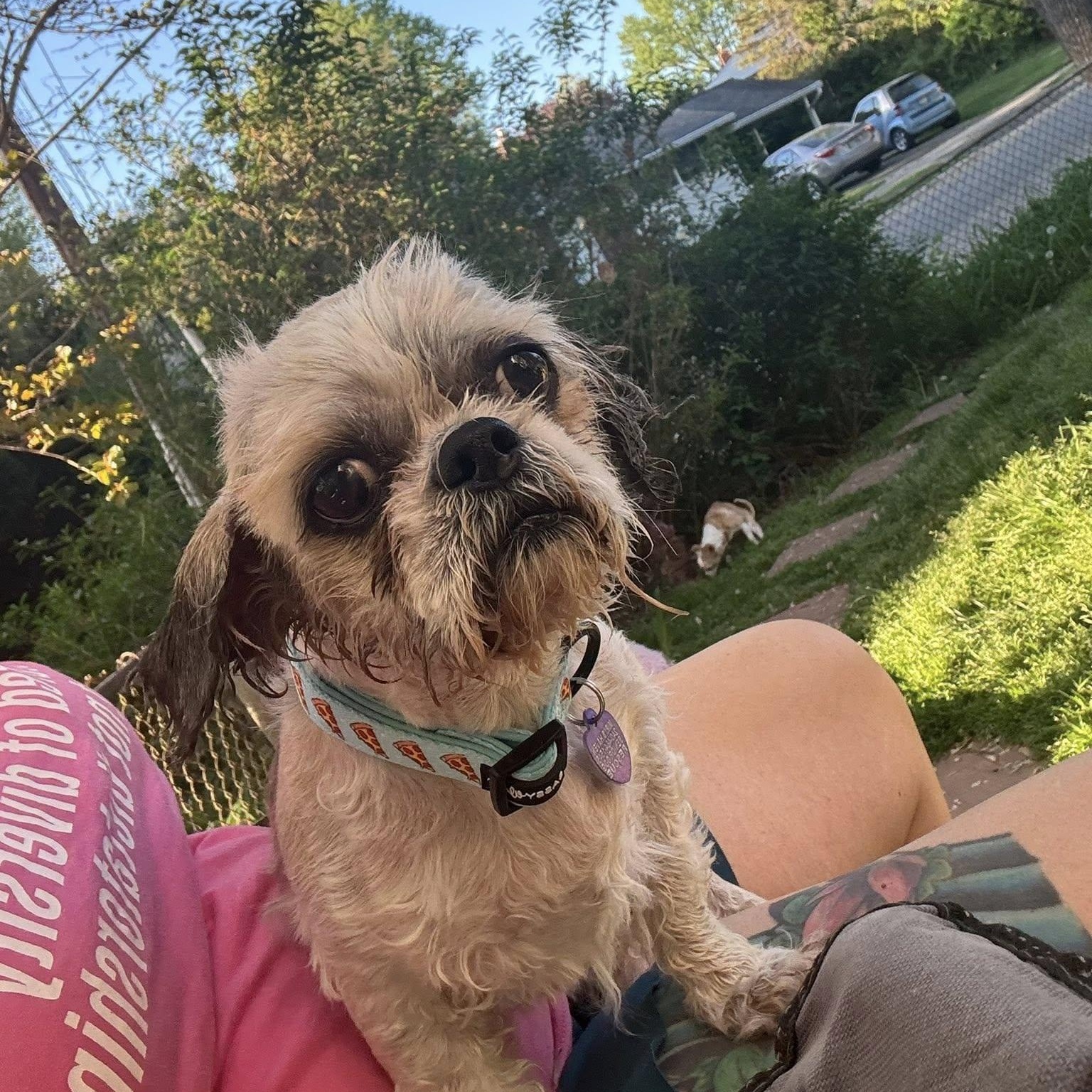 Enlarge Hershel, an adoptable Shih Tzu in Rockville, MD image 4/6