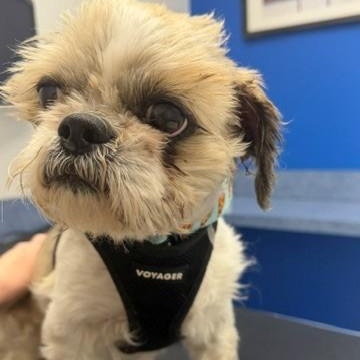 Enlarge Hershel, an adoptable Shih Tzu in Rockville, MD image 5/6